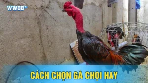 Cách chọn gà chọi hay – Tư vấn từ A đến Z