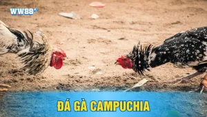 Dạng đá gà Campuchia hấp dẫn tại Ww88