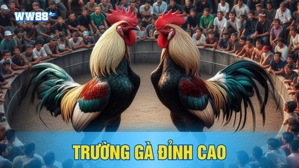 Ưu điểm của việc chơi đá gà Thomo tại Ww88