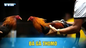 Đá Gà Thomo là gì?