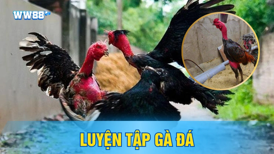 Luyện tập cho gà chọi